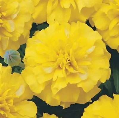 Yellow French Marigold Seeds - NON-GMO - Free Shipping • $2.25