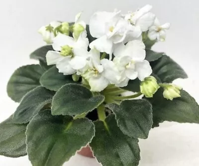 African Violet OS- Dezire . Miniature. Variegated Clackamas Foliage. Very Rare! • $17.99