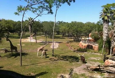 $2499 • Buy Disneyworld - Disney's Animal Kingdom Villas - Christmas Break