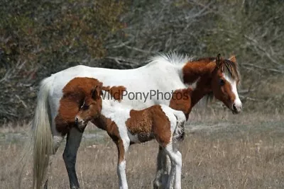 Chincoteague Pony Photo -Mares & Foals- Pick One Image -Various Sizes • $35