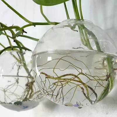 Wall Mounted Fish Tank Bowl Bubble Aquarium Hanging Terrarium Goldfish Hot. O5X7 • $7.94