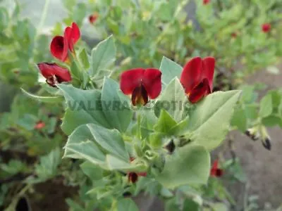 Wing Pea - Asparagus Pea - Lotus Tetragonolobus - 5+ Seeds - HEIRLOOM! H 049 • £1.55