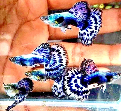 $29.99 • Buy Guppy Fry Pack - Live Guppy Fry Pack Of (6) Fry - Blue Mosaic Halfmoon Guppies