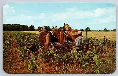 Horse-Drawn Cultivator Amish Farm Cornfield Indiana Postcard S2-262 • $4.65