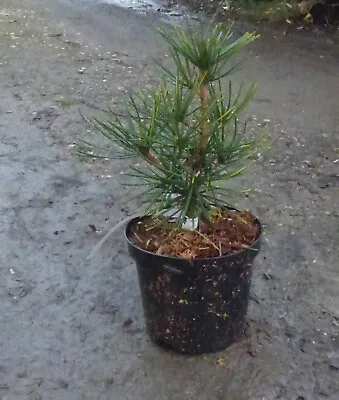 Sciadopitys Verticillata Koja Maki  In 3L Pot Japanese Umbrella Pine • £45