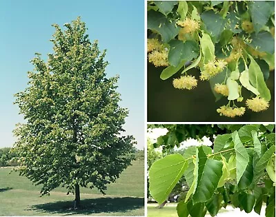 Lime Tree (Tilia Cordata) | 25+ Seeds | Linden Tea | Same Day Dispatch • £3.99