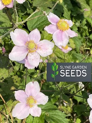 Japanese Anemone Pink Perennial Flower Seeds Slyne Garden • £3.69