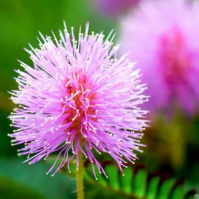 1000 Seeds Annual Mimosa Pudica Sensitive Plant Flower Seeds For Planting • $11.42