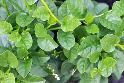 100+ Malabar Spinach Seeds For Planting - Ceylon Spinach Rau Mong TOI Green Stem • $9.99