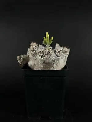 Pachypodium Eburneum - D Cactus Cacti Succulent Real Live Plant • $600