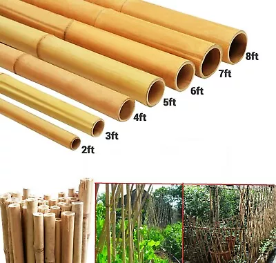 Strong Thick Stake Pole Bamboo Stick Flower Plant Support Garden Canes 2FT-6FT • £29.95