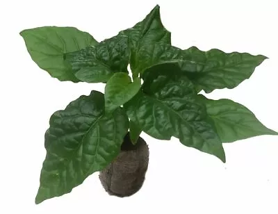 £3.99 • Buy Chilli Seedling Plants By CHILLIESontheWEB