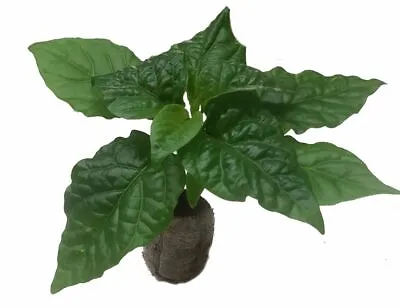 Chilli & Sweet Pepper Seedling Plants By CHILLIESontheWEB • £10.99