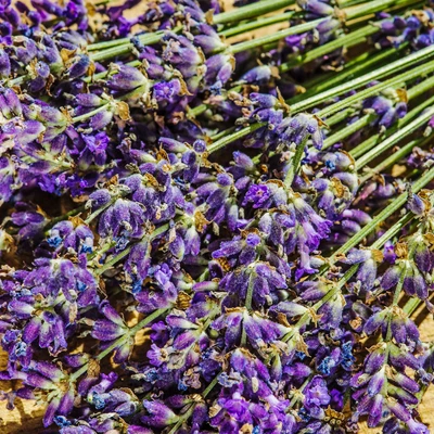 £6.99 • Buy Lavender Hidcote Plant | Kitchen Culinary Garden Grow Fresh Cooking Herbs Potted