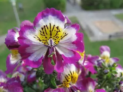 SCHIZANTHUS ANGEL WINGS Mixed 100/200+ Seeds Poor Mans Orchid CutFlower Borders* • $1.90