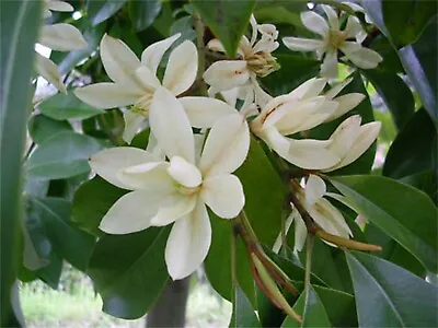 Michelia Macclurei Rare Magnolia Tree 8 Seeds Fragrant Evergreen Tree • $3.50