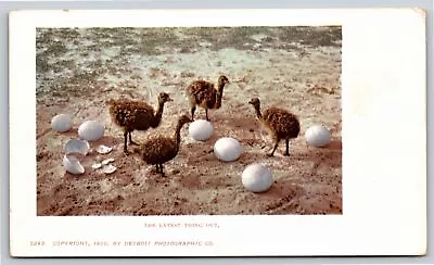 Animals~Ostrich Chicks @ Eggs Latest Thing Out~Vintage Postcard • $3.49