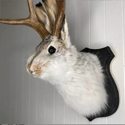 Jackalope Statue Wall Mount Antler Rabbit Head Animal Hang Sculpture Home Décor • £18.46