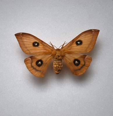 £4.99 • Buy Tau Emperor Moth France  Insects/Lepidoptera/ Taxidermy
