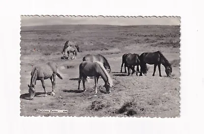 Real Photo Postcard Dartmoor Ponies ( Devon ) • £2.99