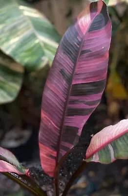 Extrem PINK VARIEGATED BANANA NEW Musa NONO 1-2’ Fast • $127.99