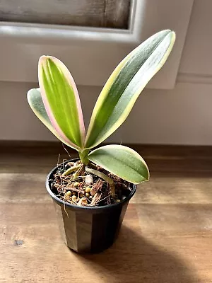 Orchid Phalaenopsis Chia E Yenlin - Variegated - THIS PLANT • $45