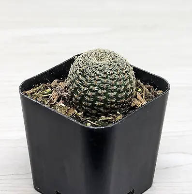 Cactus Live Plant - Rebutia Heliosa - In 2  Pot • $4.99