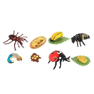 Life Cycle Of A Insect - Includes Egg Larva Pupa And Insect Replicas - • £6.74