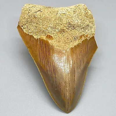 Beautiful Sharply Serrated 3.52  Fossil MEGALODON Shark Tooth - Tan/Orange • $89