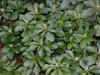 50 Japanese Pachysandra Plants Shade Tolerant Evergreen Perennial Ground Cover • $44.99