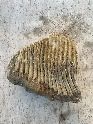 Woolly Mammoth Tooth Fossil • $400