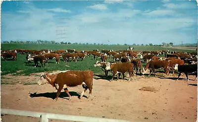 Vintage Postcard: Cattle Grazing In Masontown PA • $10.75