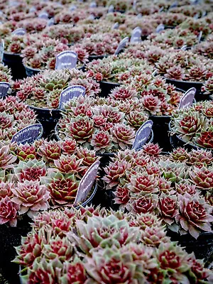 Sempervivum Arachnoideum Rubrum Hardy Perennial Succulent Sent In An 8.5 Cm Pot • £7.99