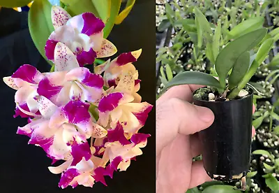 RON Cattleya Orchid C. Monte Elegante 'Hsin Pu' MERICLONE 50mm Pot Size • $16