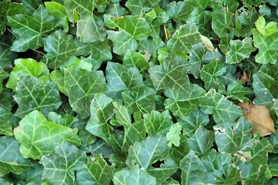 English Ivy (Hedera Helix) 10 Seeds • $3.25