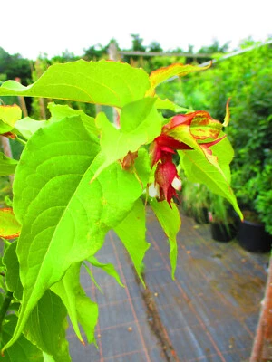 £45 • Buy 4.5ft-5ft Inc.pot Himalayan Shrub Honeysuckle Leycesteria Golden Lantern 10litre