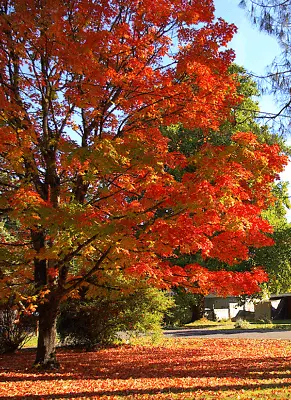 Sugar Maple Acer Saccharum Tree Seeds (Fall Colors Hardy) • $65