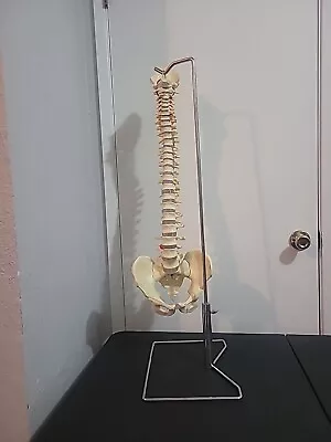 Human Spine Vertebral Model Flexible  36  - With Metal Stand - Chiropractor Back • $149.99