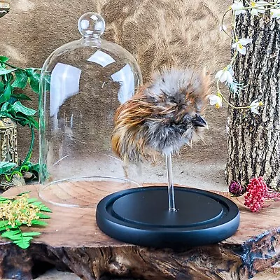 W87k Fancy Chicken Head Mount Taxidermy Oddities Curiosities Display Glass Dome • $69.99