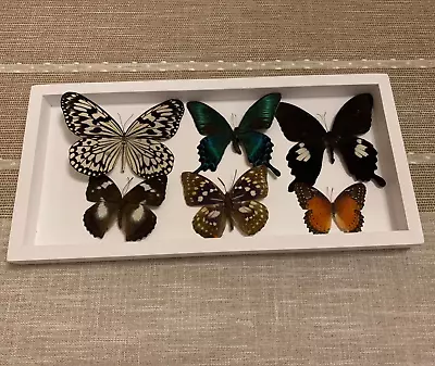 6 Pcs Real Natural Butterfly Specimen Taxidermy Butterfly Artwork Gift Home Deco • $38.55