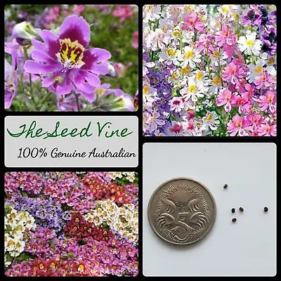 $4 • Buy 100+ ANGEL WINGS MIX SEEDS (Schizanthus Wisetonensis) Annual Flower Pink Purple