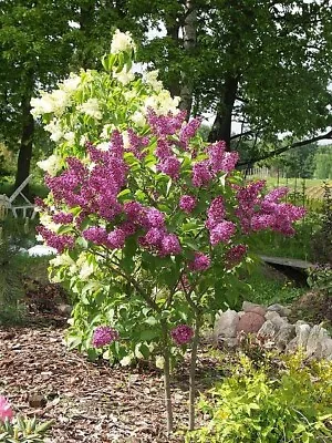 Common Lilac Shrubs Syringa Vulgaris Hardy Double Flowers Potted Trees Uk Grown • £10