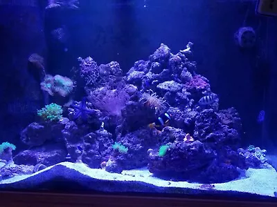 $205 • Buy Fiji Live Rock - 25 Pounds