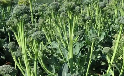 Organic Grown X30 Italian Broccoli Seeds  • $5