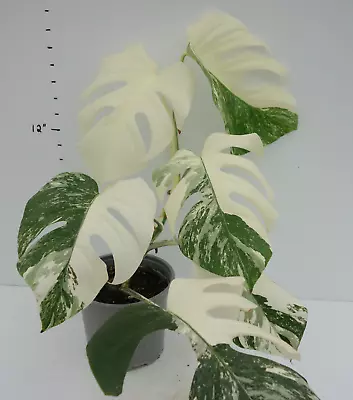 Variegated Monstera Albo #6A Rooted **Ships In 6  Pot • $102.50