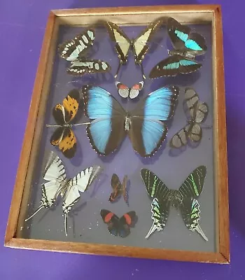 11  VTG Butterfly Taxidermy Display Case Framed Assorted Collection 12 X 9.  E4 • $100