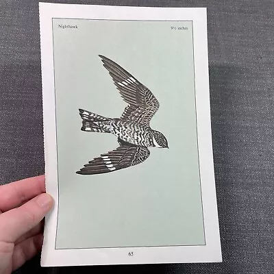 Vintage Bird Print Illustration Of A Nighthawk Book Page Art • £9.64