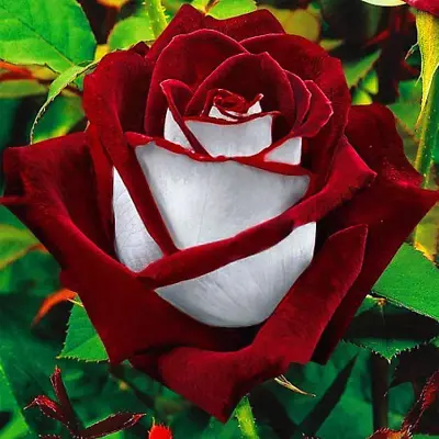 Rare Deep Red & White Osiria Ruby Rose Seeds Flower Garden Plant Seeds Gift UK • £3.40