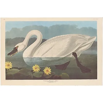 $500 • Buy Audubon Amsterdam Ed Dbl Elephant Folio Lithograph Pl 411 Common American Swan