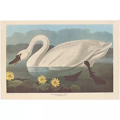 Audubon Amsterdam Ed Dbl Elephant Folio Lithograph Pl 411 Common American Swan • $500